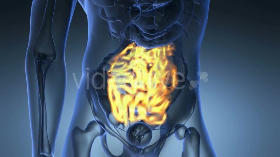 Anatomy Scan of Human Small Intestine Videohive 20567268 Motion Graphics Image 6