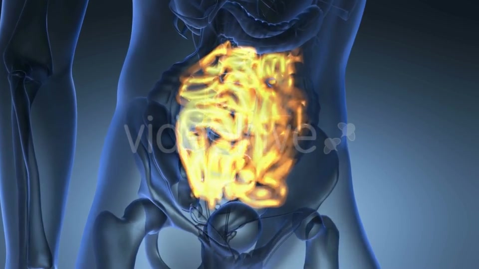 Anatomy Scan of Human Small Intestine Videohive 20567268 Motion Graphics Image 7