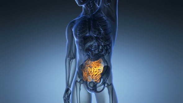 Anatomy Scan of Human Small Intestine - 20567268 Videohive Download