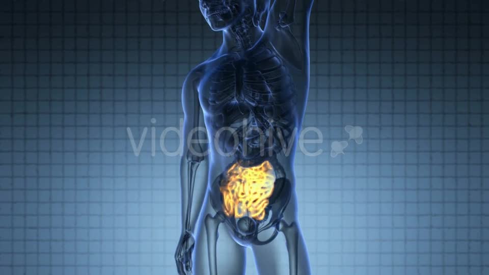 Anatomy Scan of Human Small Intestine Videohive 20117538 Motion Graphics Image 1