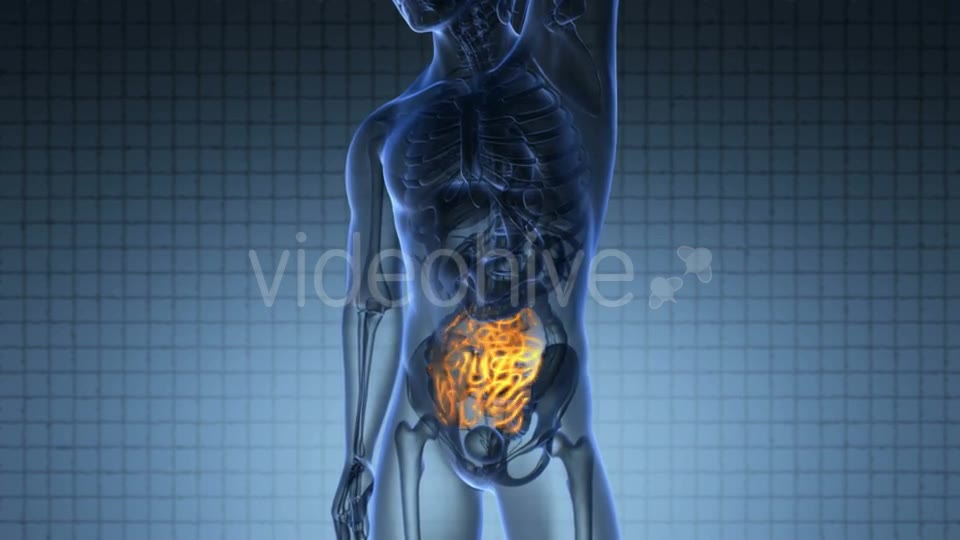 Anatomy Scan of Human Small Intestine Videohive 20117538 Motion Graphics Image 2