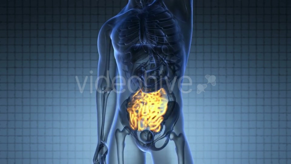 Anatomy Scan of Human Small Intestine Videohive 20117538 Motion Graphics Image 3