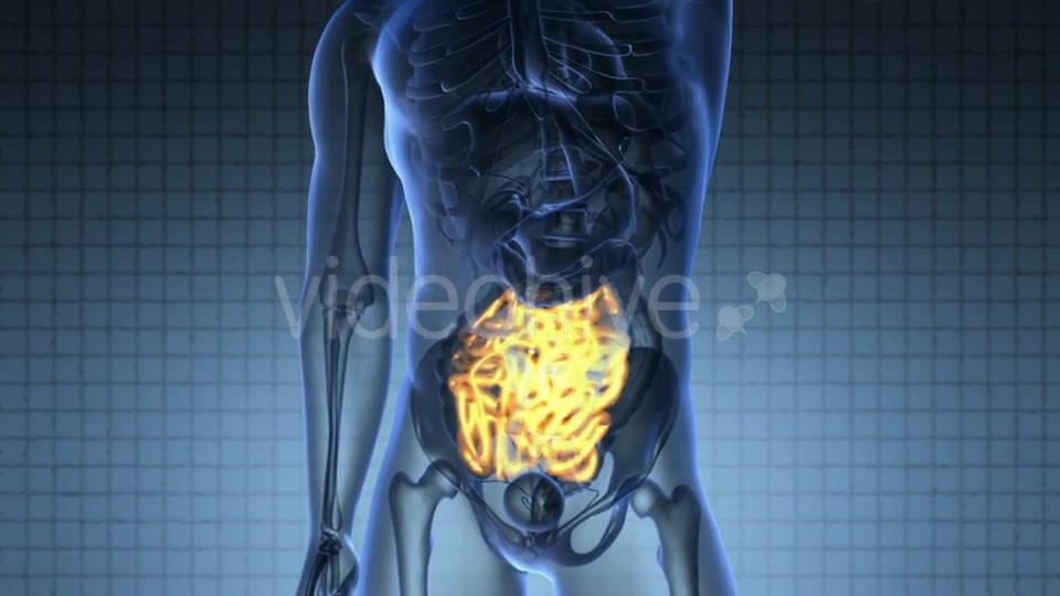 Anatomy Scan of Human Small Intestine Videohive 20117538 Motion Graphics Image 4