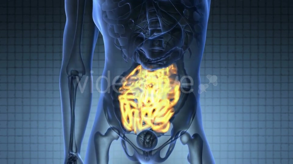 Anatomy Scan of Human Small Intestine Videohive 20117538 Motion Graphics Image 5