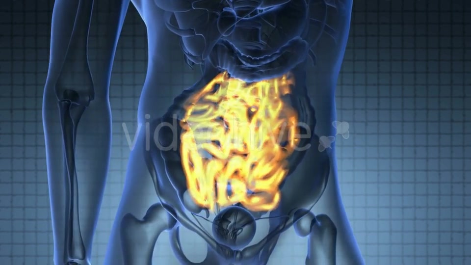 Anatomy Scan of Human Small Intestine Videohive 20117538 Motion Graphics Image 6