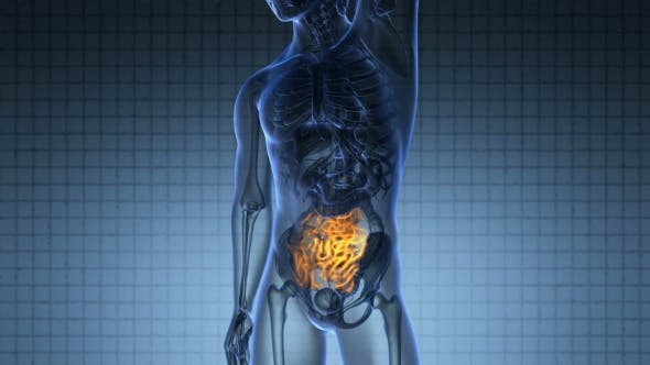 Anatomy Scan of Human Small Intestine - Videohive 20117538 Download