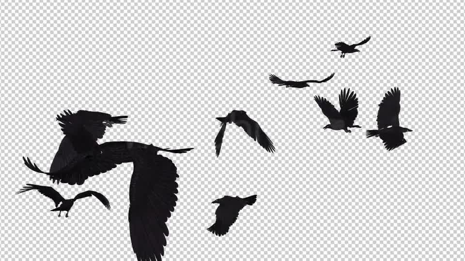 black angry bird flying