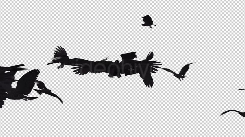 Angry Birds Black Ravens Endless Flying 4K Videohive 20469783 Motion Graphics Image 3