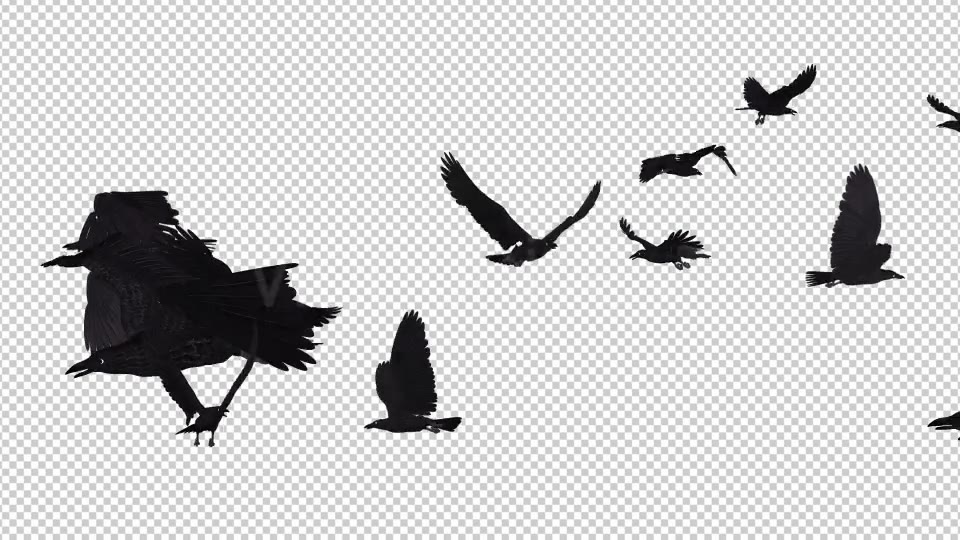 Angry Birds Black Ravens Endless Flying 4K Videohive 20469783 Motion Graphics Image 5