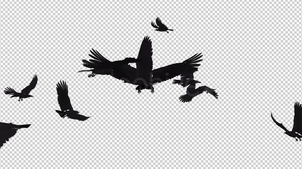 Angry Birds Black Ravens Endless Flying 4K Videohive 20469783 Motion Graphics Image 7