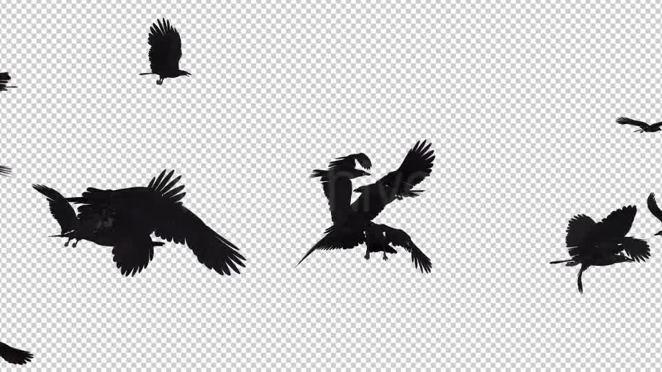 Angry Birds Black Ravens Endless Flying 4K Videohive 20469783 Motion Graphics Image 8
