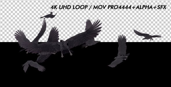 Angry Birds Black Ravens Endless Flying 4K - Videohive Download 20469783
