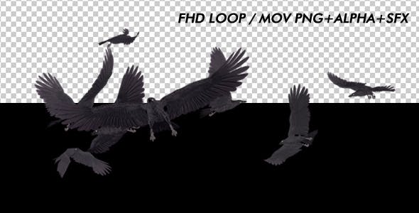 Angry Birds Black Ravens Endless Flying - Download 20469753 Videohive