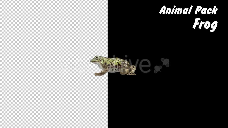 Animal Pack Frog 3 Scene Videohive 18293902 Motion Graphics Image 1