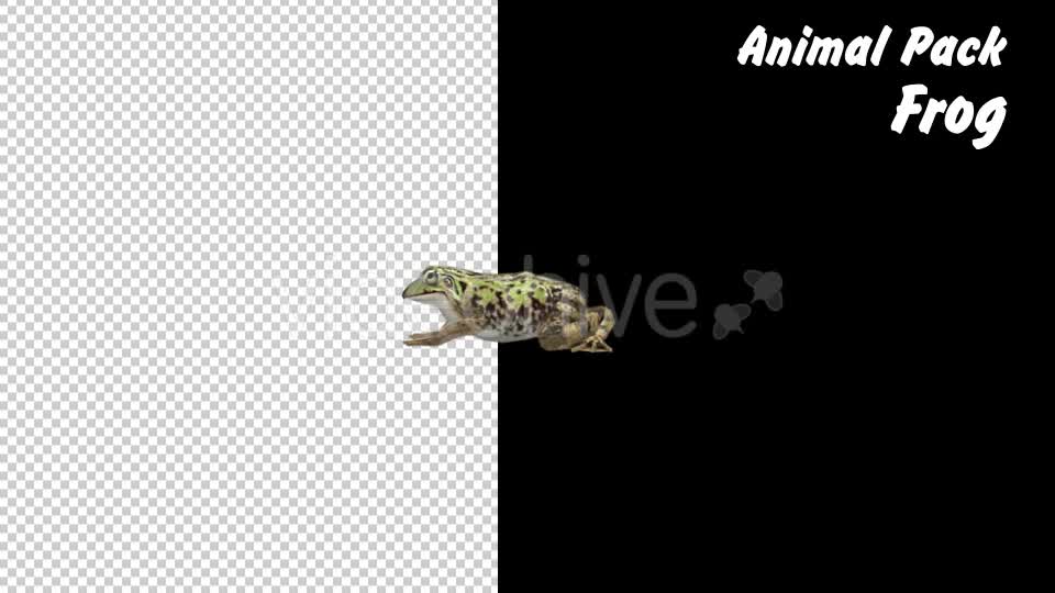 Animal Pack Frog 3 Scene Videohive 18293902 Motion Graphics Image 10