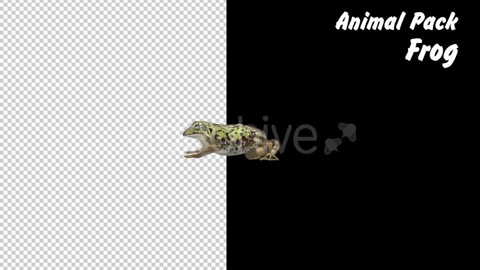 Animal Pack Frog 3 Scene Videohive 18293902 Motion Graphics Image 11