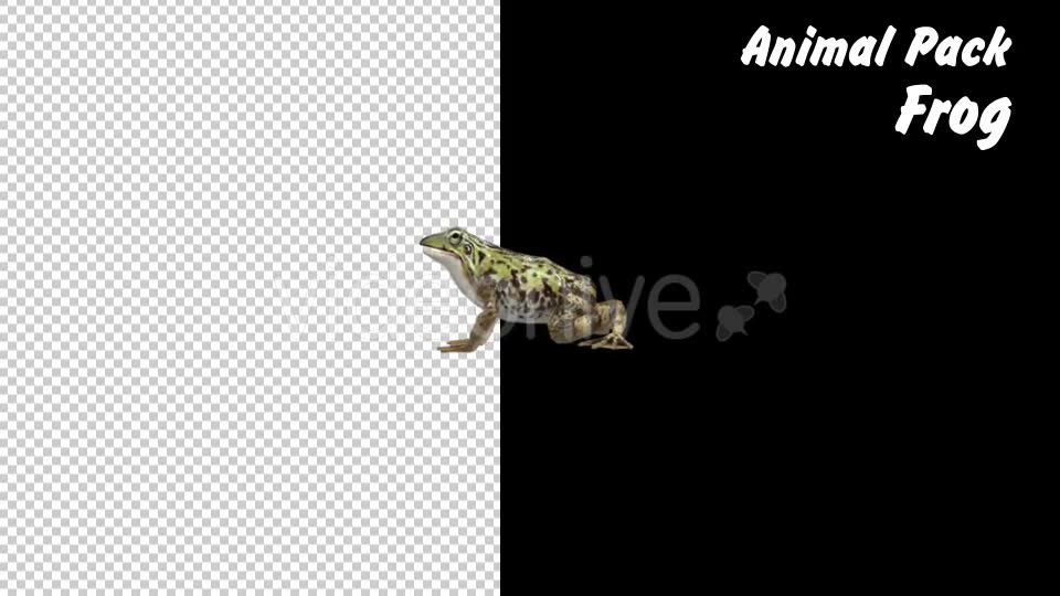 Animal Pack Frog 3 Scene Videohive 18293902 Motion Graphics Image 2