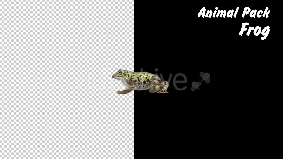 Animal Pack Frog 3 Scene Videohive 18293902 Motion Graphics Image 3