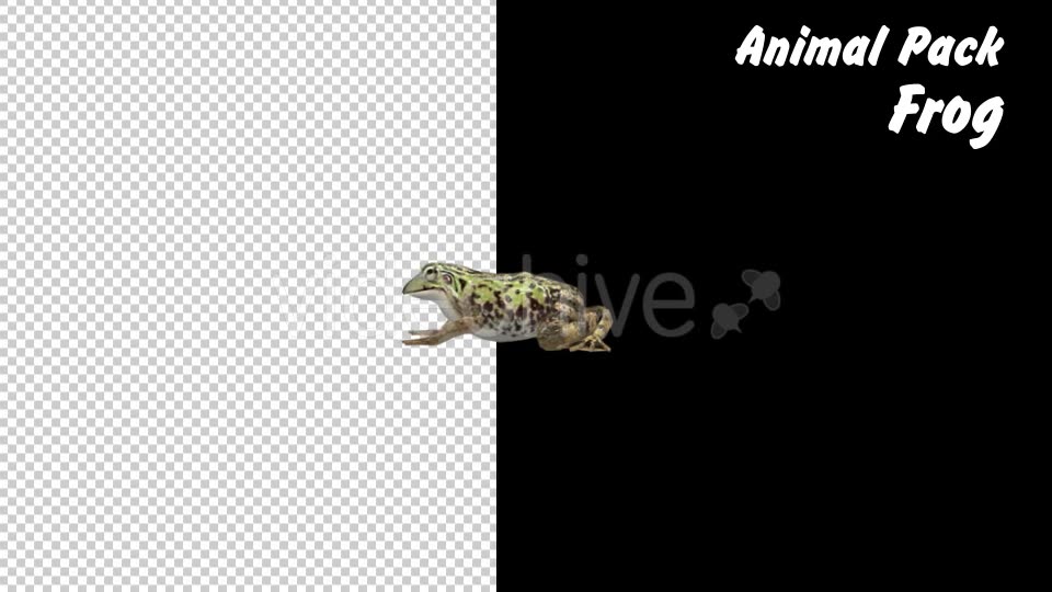 Animal Pack Frog 3 Scene Videohive 18293902 Motion Graphics Image 8