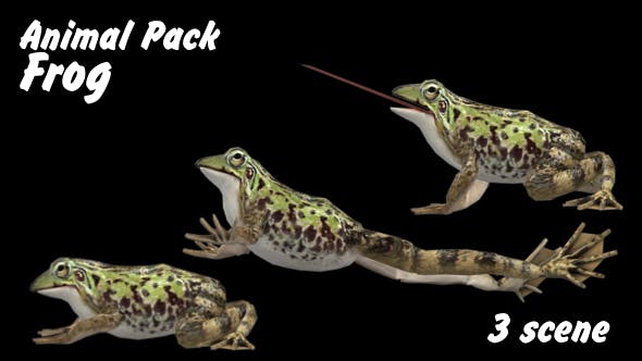 Animal Pack Frog 3 Scene - Download 18293902 Videohive