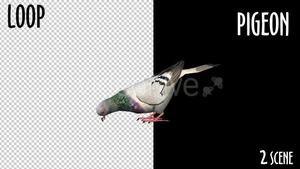 Animal Pack Pigeon 2 Scene Videohive 18297565 Motion Graphics Image 1