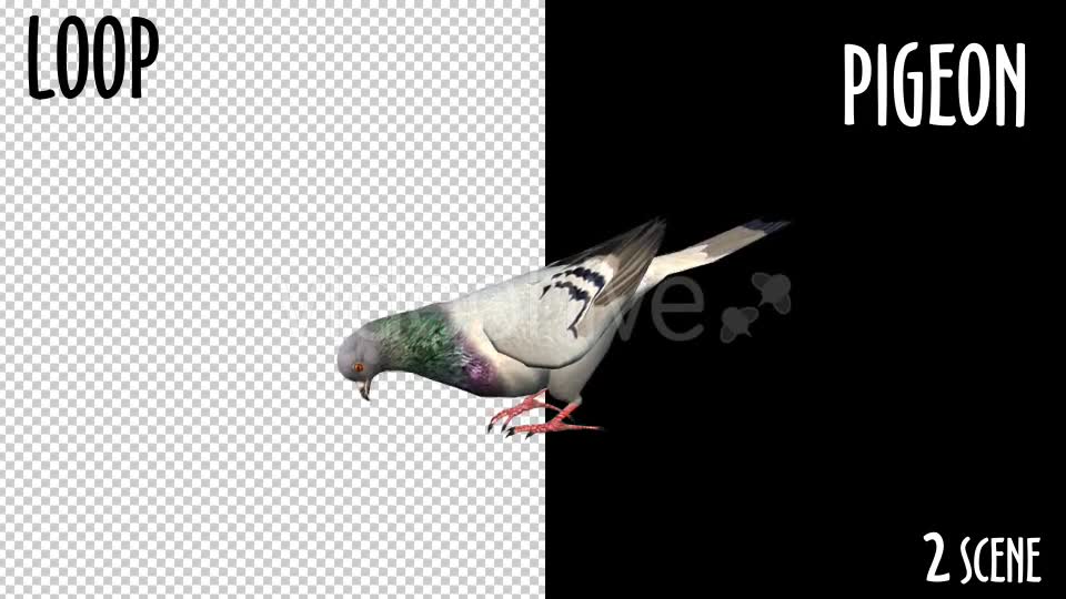 Animal Pack Pigeon 2 Scene Videohive 18297565 Motion Graphics Image 2