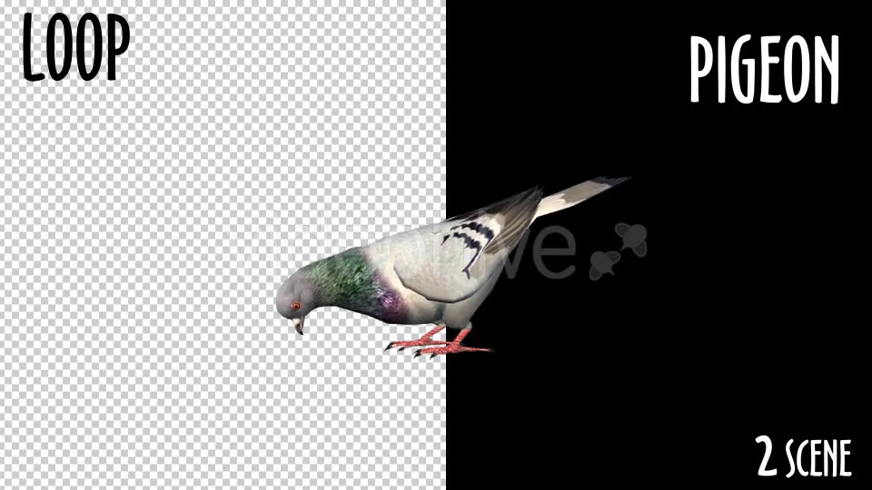 Animal Pack Pigeon 2 Scene Videohive 18297565 Motion Graphics Image 3