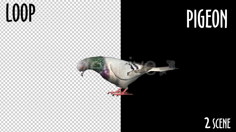 Animal Pack Pigeon 2 Scene Videohive 18297565 Motion Graphics Image 4