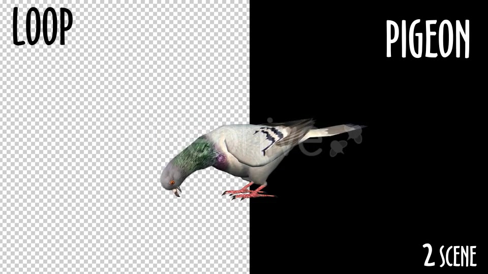 Animal Pack Pigeon 2 Scene Videohive 18297565 Motion Graphics Image 5