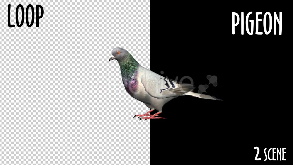 Animal Pack Pigeon 2 Scene Videohive 18297565 Motion Graphics Image 6