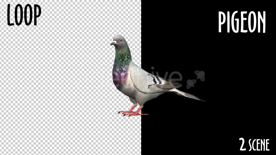 Animal Pack Pigeon 2 Scene Videohive 18297565 Motion Graphics Image 7