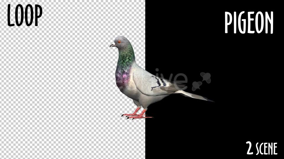Animal Pack Pigeon 2 Scene Videohive 18297565 Motion Graphics Image 8