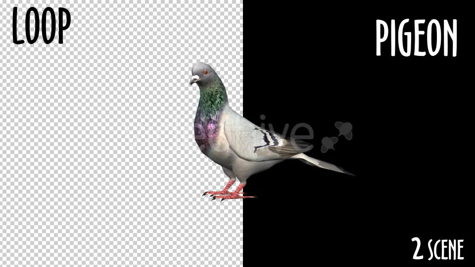 Animal Pack Pigeon 2 Scene Videohive 18297565 Motion Graphics Image 9