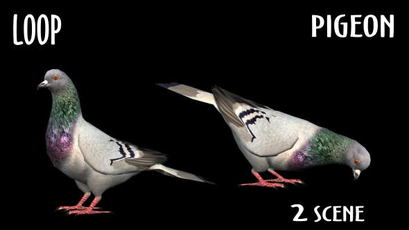 Animal Pack Pigeon 2 Scene - 18297565 Download Videohive