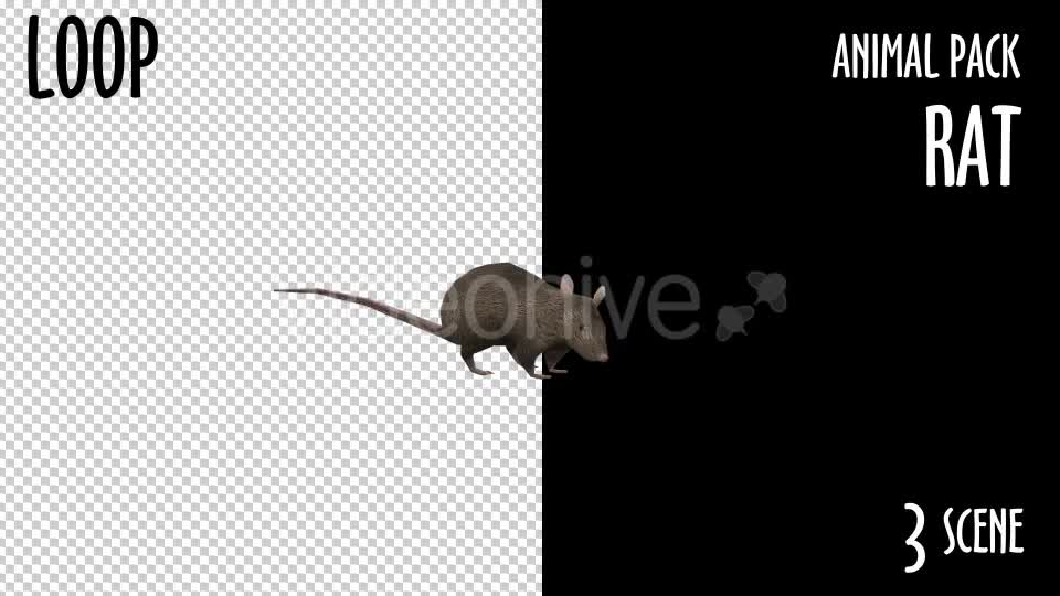 Animal Pack Rat 3 Scene Videohive 18297783 Motion Graphics Image 1