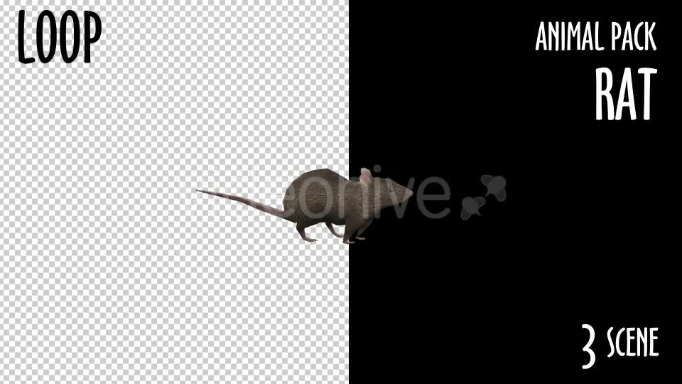Animal Pack Rat 3 Scene Videohive 18297783 Motion Graphics Image 2