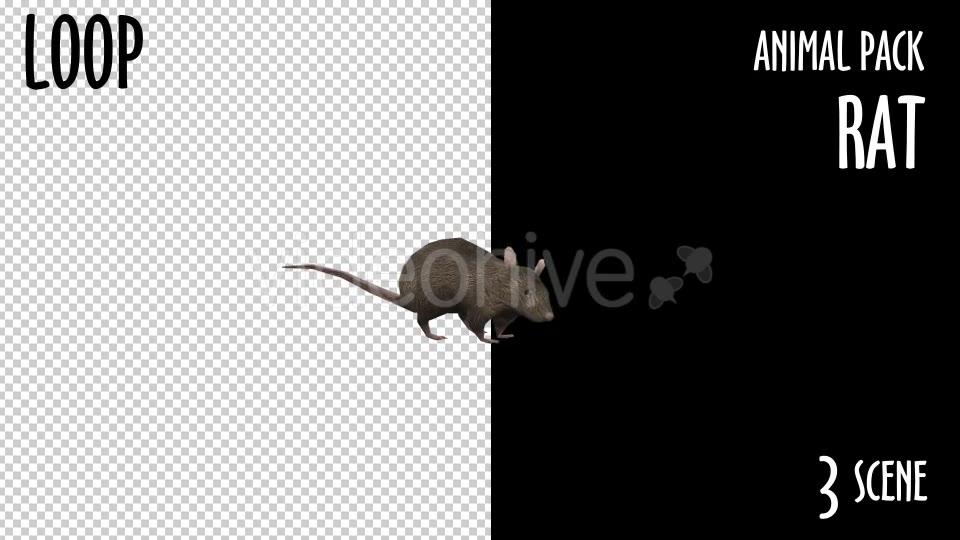 Animal Pack Rat 3 Scene Videohive 18297783 Motion Graphics Image 3