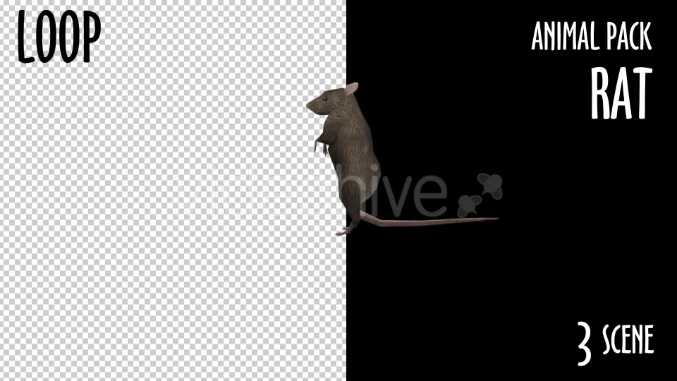 Animal Pack Rat 3 Scene Videohive 18297783 Motion Graphics Image 7