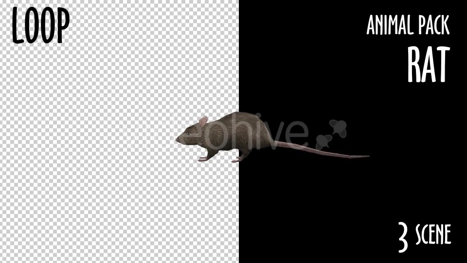 Animal Pack Rat 3 Scene Videohive 18297783 Motion Graphics Image 9