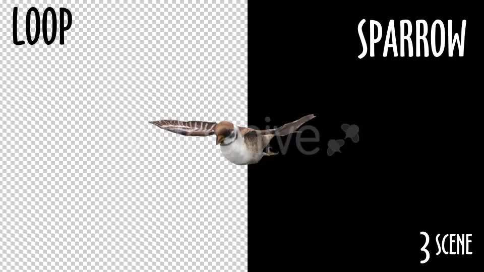 Animal Pack Sparrow 3 Scene Videohive 18297671 Motion Graphics Image 1