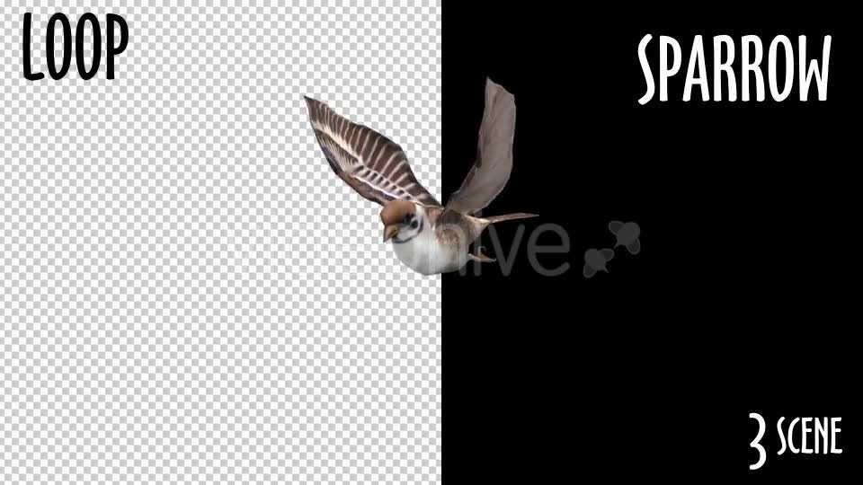 Animal Pack Sparrow 3 Scene Videohive 18297671 Motion Graphics Image 2