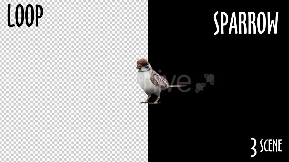 Animal Pack Sparrow 3 Scene Videohive 18297671 Motion Graphics Image 3