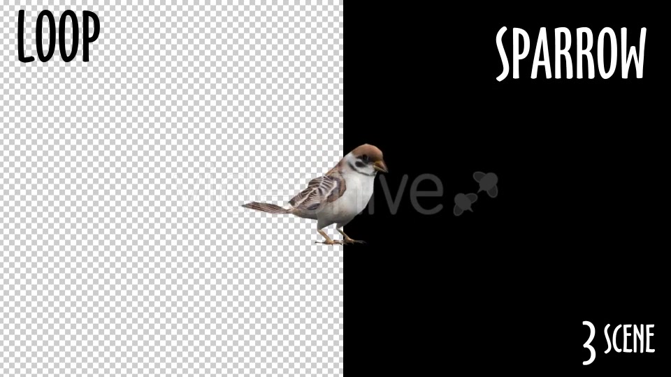 Animal Pack Sparrow 3 Scene Videohive 18297671 Motion Graphics Image 7