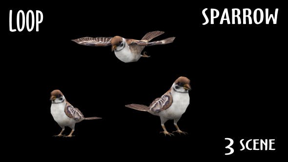 Animal Pack Sparrow 3 Scene - Download 18297671 Videohive