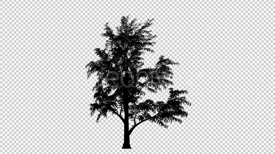 Animated Tree Silhouette Videohive 20509813 Motion Graphics Image 1