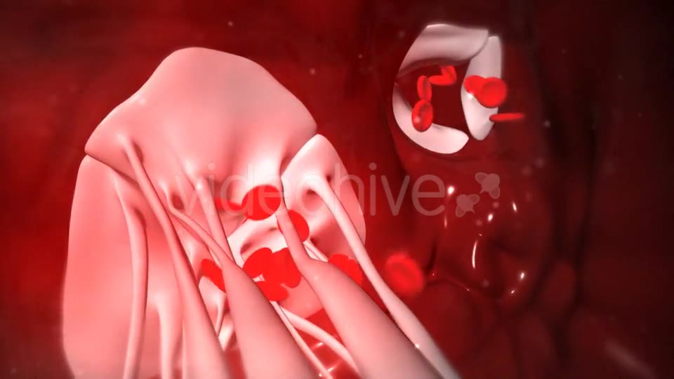Animation Of Heart Valves Pumping Blood Videohive 20549404 Motion Graphics Image 10