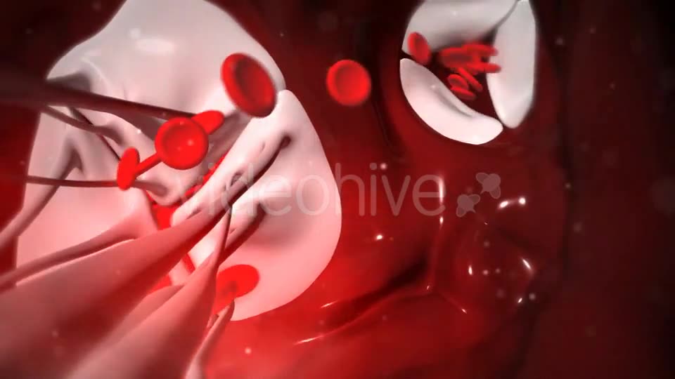 Animation Of Heart Valves Pumping Blood Videohive 20549404 Motion Graphics Image 2