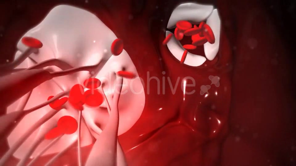 Animation Of Heart Valves Pumping Blood Videohive 20549404 Motion Graphics Image 4