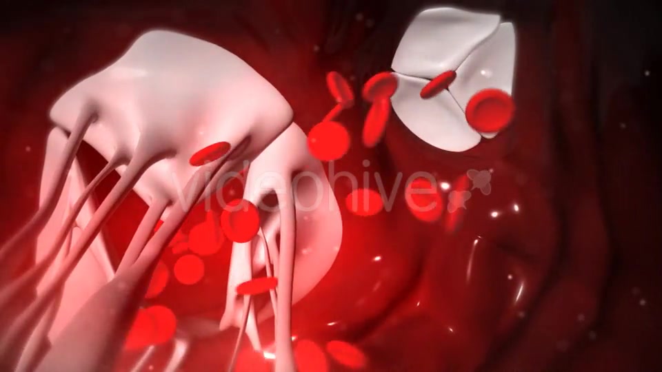 Animation Of Heart Valves Pumping Blood Videohive 20549404 Motion Graphics Image 6