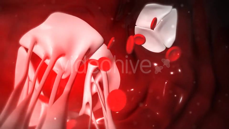 Animation Of Heart Valves Pumping Blood Videohive 20549404 Motion Graphics Image 7